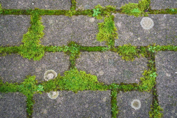 istock Regular pattern of green moss growing between the joints of some cobblestones 1470207425
