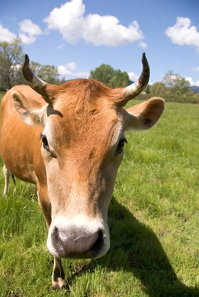 A gentle cow in green pasture