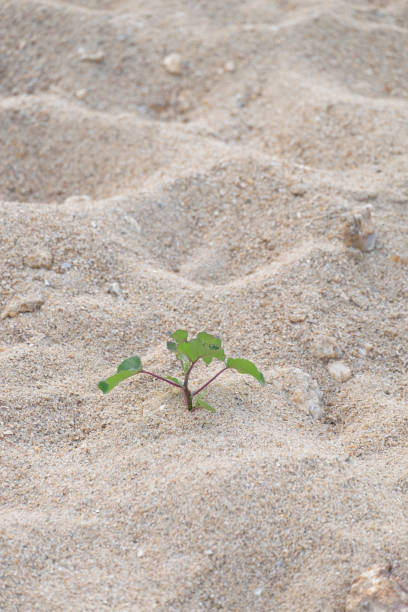 istock Rise life plant growing on grought land 1470210712
