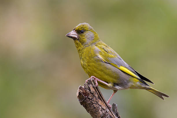 istock bird - green finch 3 147021074