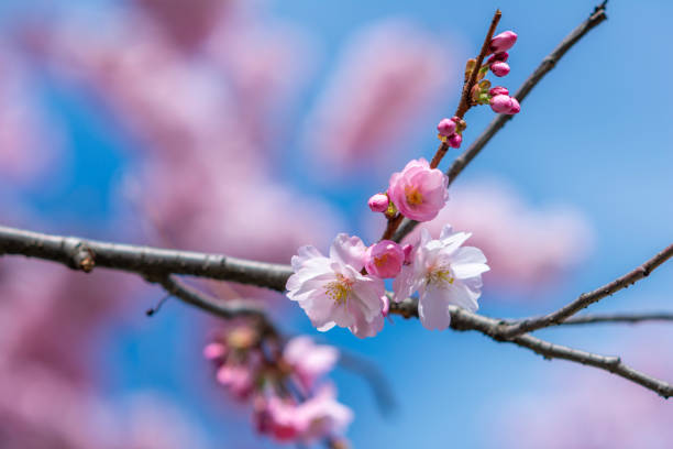 istock Japanese cherry blossoms in sunlight 1470211541