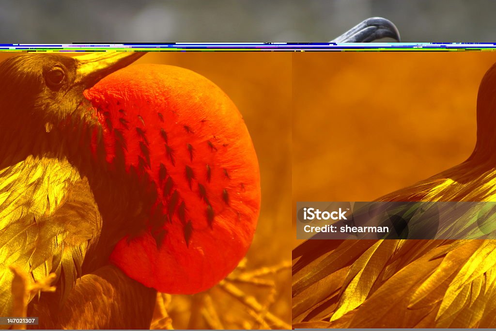 Fregata uccello maschio - Foto stock royalty-free di Animale selvatico