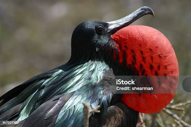 Fregata Uccello Maschio - Fotografie stock e altre immagini di Animale selvatico - Animale selvatico, Becco, Charadrii - Uccello