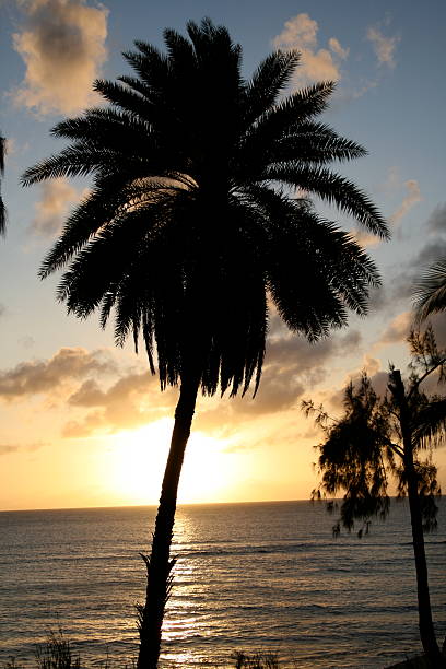 Palm Tree Silhouette stock photo