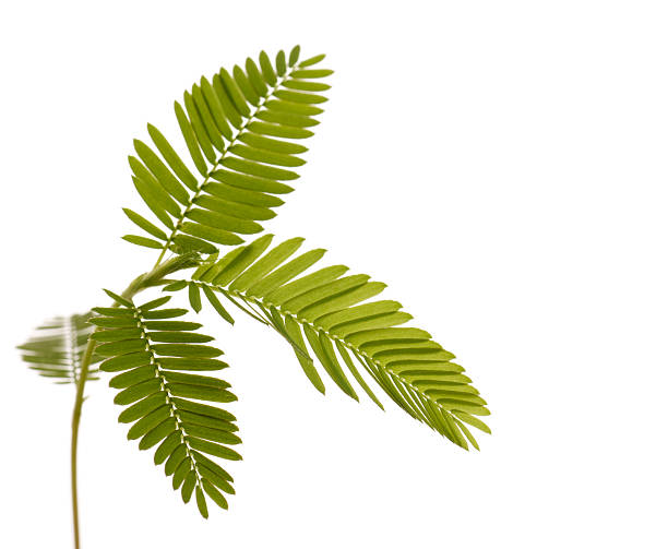 istock Young fern leaf isolated on white background. 147021428