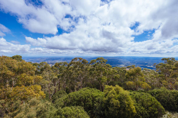 The summit of Mt St Leonard on a hot summer's day near Healesville in Victoria, Australia.