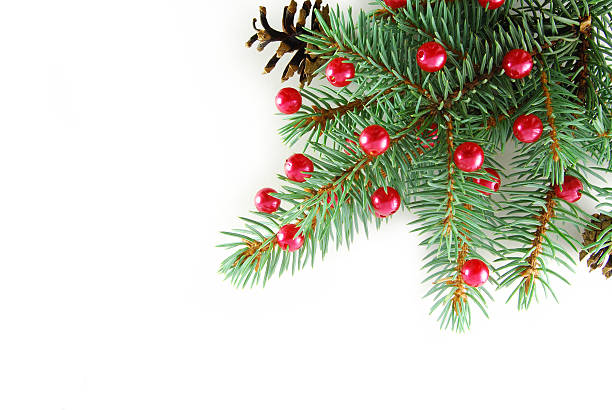 istock Branch of new year's tree 147021461