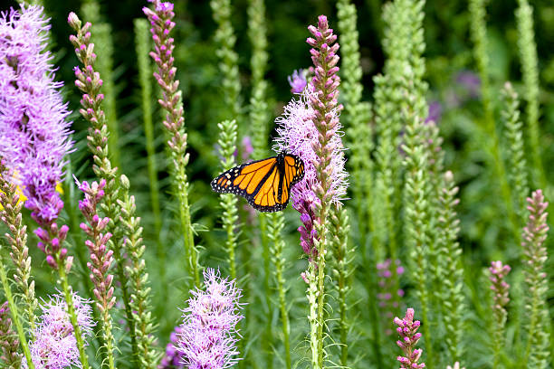 istock Monarch Butterfly in a Lush Field 147021489