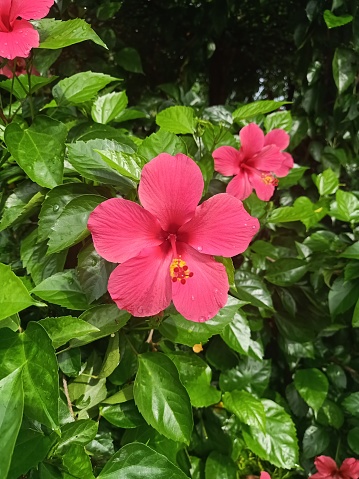 Close up view of chinese hibiscus plant