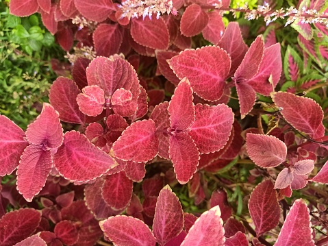 Close up view of coleus plant in the garden