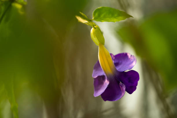 Close up and selective focus. Thunbergia Erecta common name include Bush Clock Vine or king's mantle.