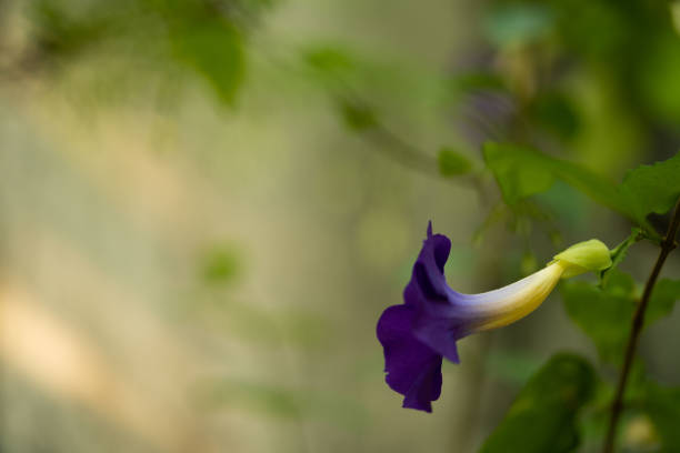 Close up and selective focus. Thunbergia Erecta common name include Bush Clock Vine or king's mantle.