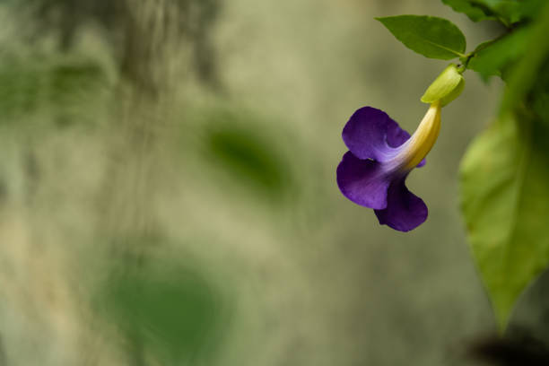 Close up and selective focus. Thunbergia Erecta common name include Bush Clock Vine or king's mantle.