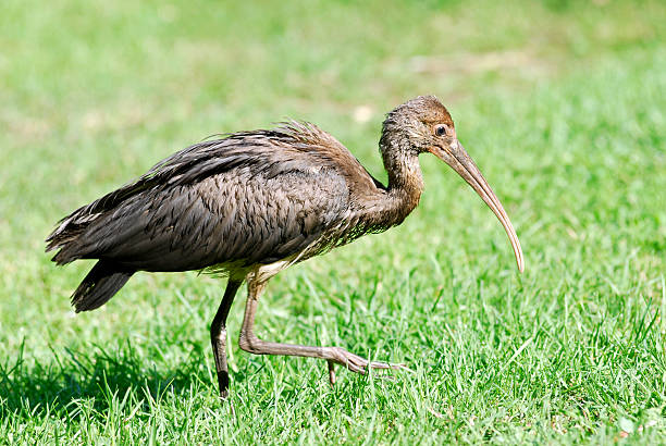 istock Youthful Scarlet ibis on grass 147021701