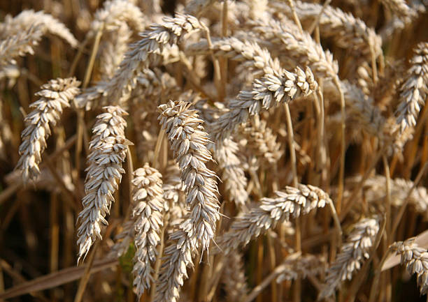 Field of golden barley stock photo