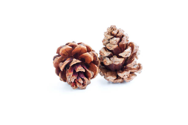 istock Pine cone isolated on white background, Dried pine cone, christmas decoration 1470218133