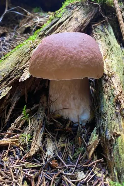 Boletus edulis porcini mushroom under two trunks in the forest. This specimen is a young one and has a very soft and nice shape. It will be delicious
