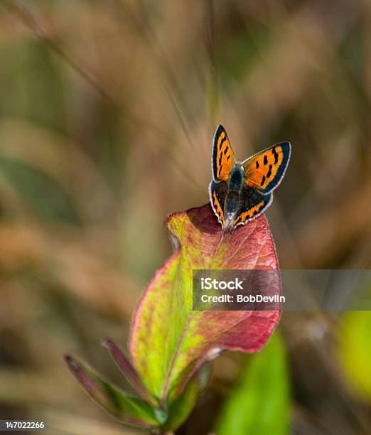 Copper Butterfly Auf Herbst Blatt Stockfoto und mehr Bilder von Blatt - Pflanzenbestandteile - Blatt - Pflanzenbestandteile, Braun, Fotografie