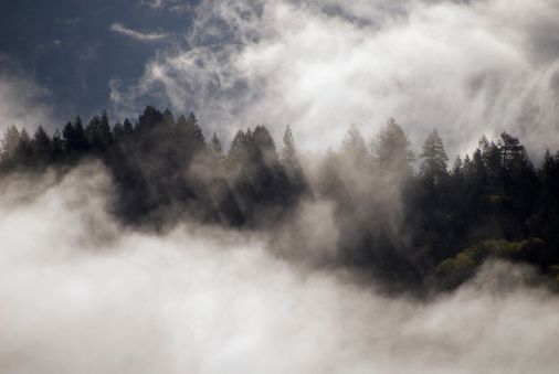 Mist-enshrouded ridge top, Mendocino County, California.