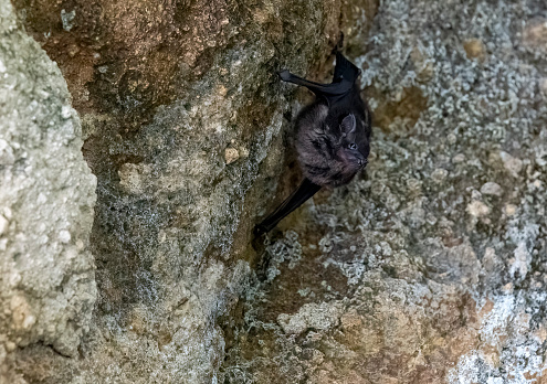 A bat in a cavern on the banks of a river (Rio Corobicí) in Costa Rica.