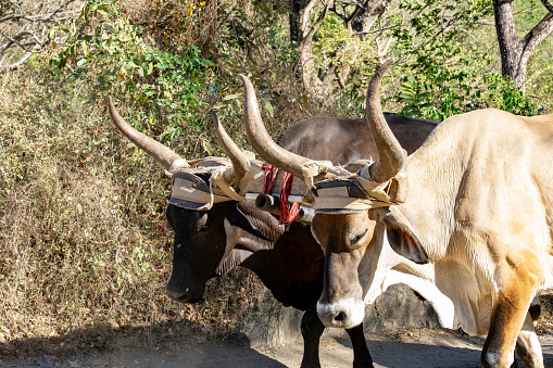 Davangere, Karnataka, India - Two South Indian farmers are riding a bullock cart on a nearby village road.