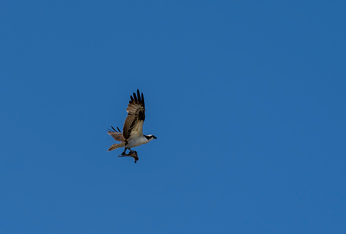 An Osprey carrying the remnants of a fish carcase over Rio Corobici in Costa Rica.