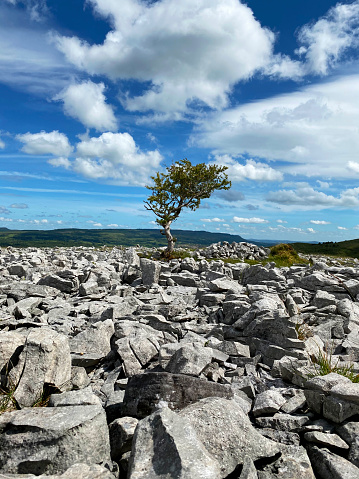 Lonly tree in Cavan Burren Nature park, Co. Cavan, Ireland