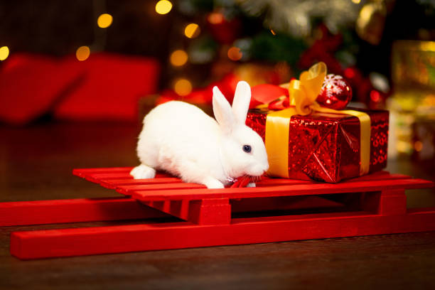 istock cute white rabbit with a gift in a skirt 1470226306