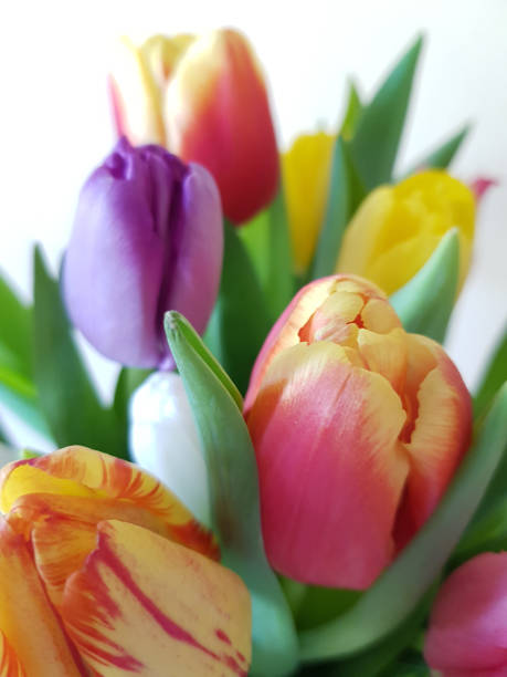 istock Colorful tulips, close-up 1470226429