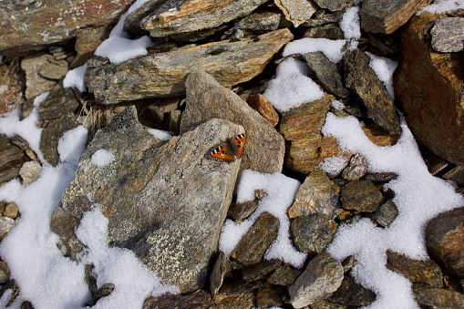 Butterfly photographed on a stone in the snow while snowshoeing from Kreuzboden to Hohsaas, Switzerland.