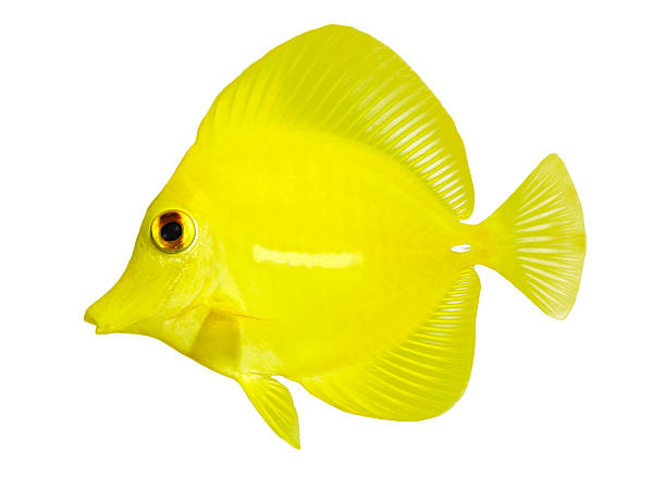 istock full side view of yellow tang isolated on white 147022748