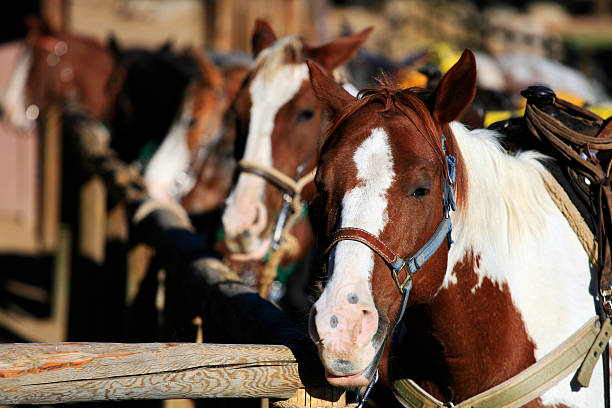 Trail Horses stock photo