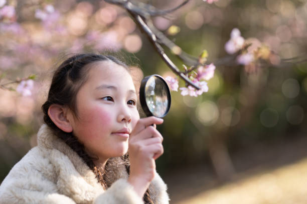istock A girl who sees cherry blossoms with magnifying glass 1470228205