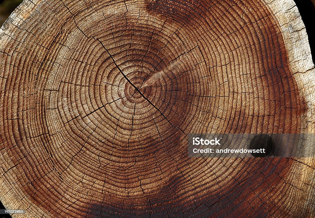 Árbol de anillos - Foto de stock de Anillo de árbol libre de derechos