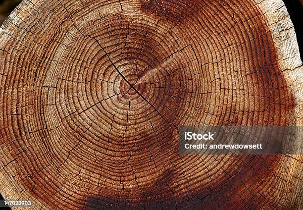 Drzewo Pierścienie - zdjęcia stockowe i więcej obrazów Pierścień wzrostu drzewa - Pierścień wzrostu drzewa, Bez ludzi, Drewno - Tworzywo