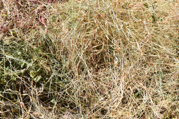 istock Texture hay closeup dried grass Brown color. 1470229566