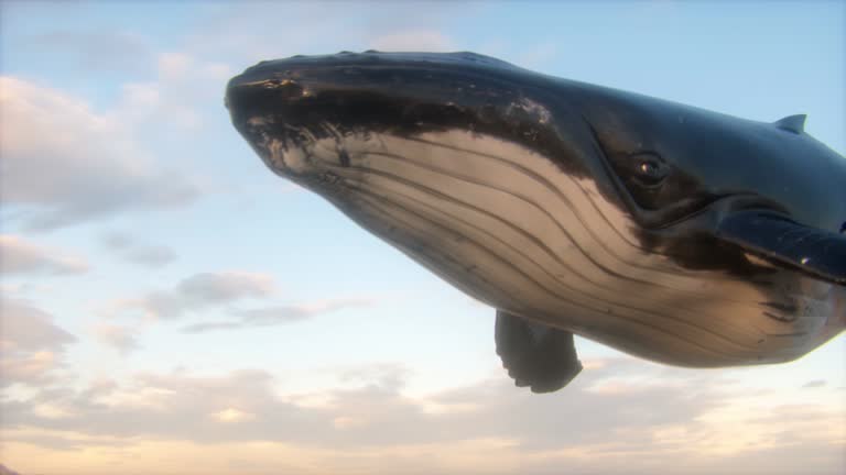 Surrealist Animation of a Humpback Whale in the Sky.