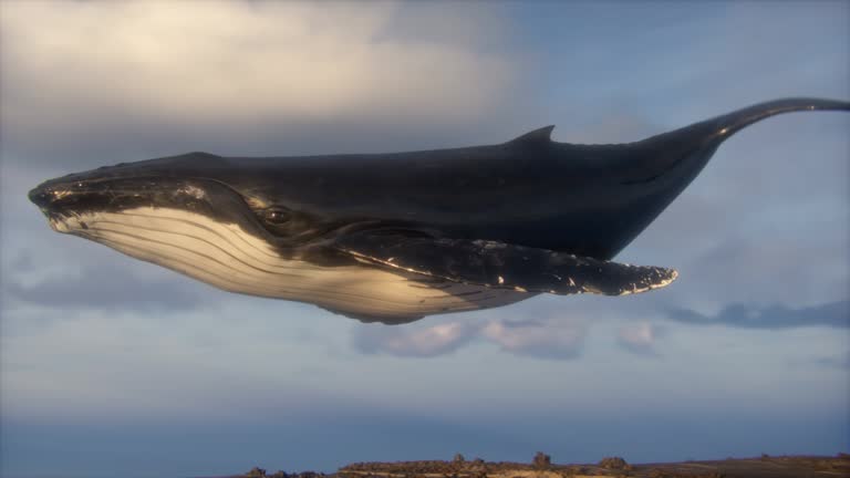 Surrealist Animation of a Humpback Whale in the Sky.