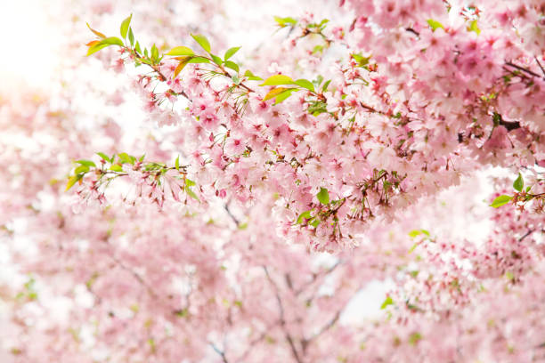 istock Spring tree with pink flowers. Spring border or background art with pink blossom. Beautiful nature scene with blossoming tree and sunlight. 1470229953