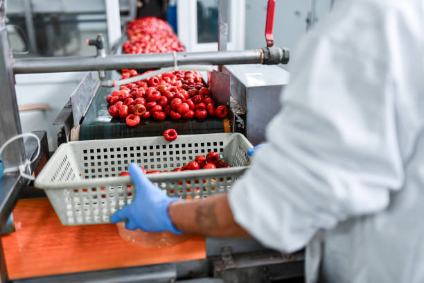 istock Worker Collecting De-seeded Cherry Peppers In Food Processing Plant 1470230199