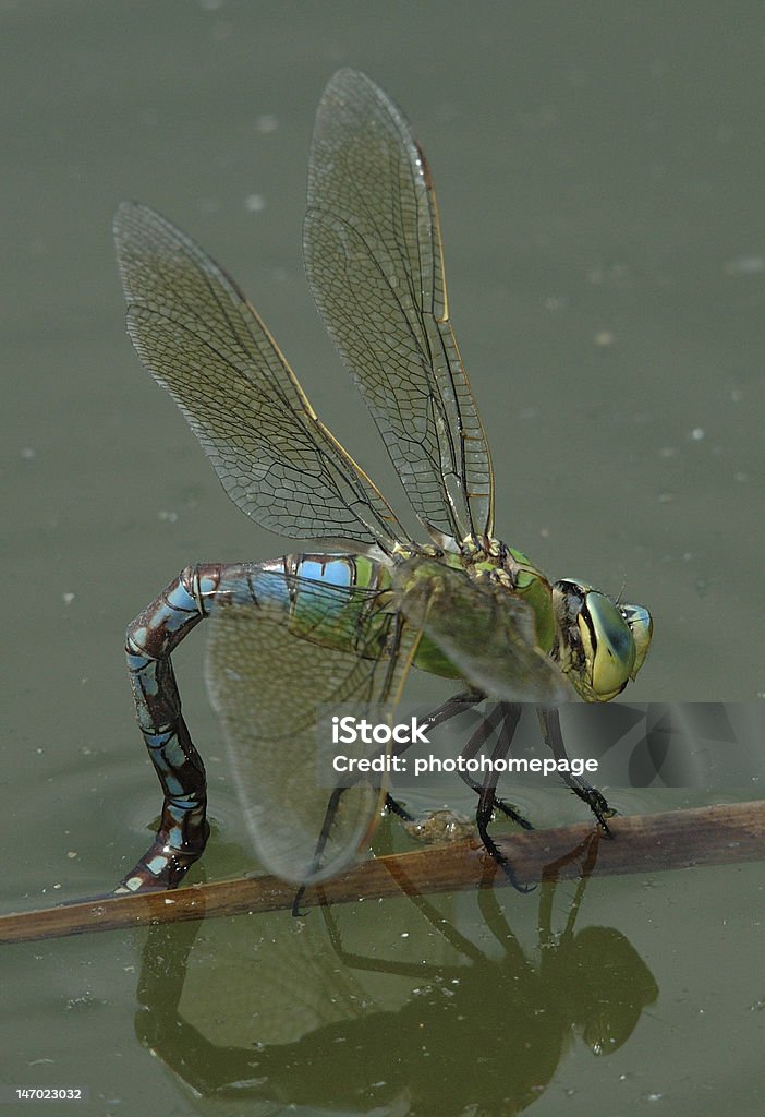 Ovo Depósito de uma fêmea Imperador dragonfly (Anax imperator - Foto de stock de Amarelo royalty-free
