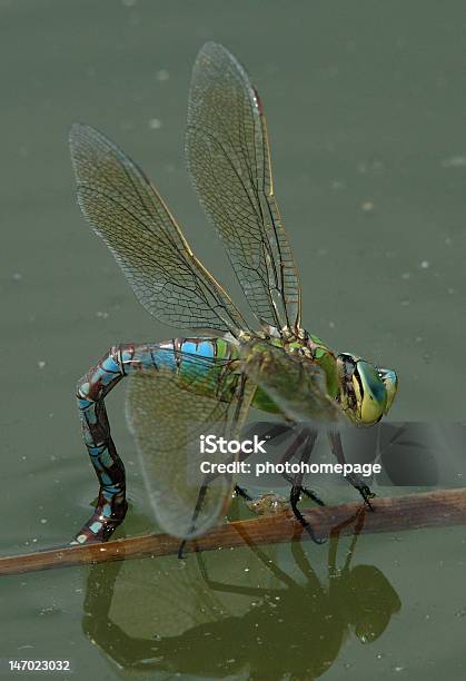 Ovos Deposição De Uma Mulher Anax Imperator Anax Imperator - Fotografias de stock e mais imagens de Amarelo