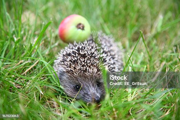 Foto de A Ouriçocacheiro e mais fotos de stock de Animal - Animal, Animal selvagem, Cerda