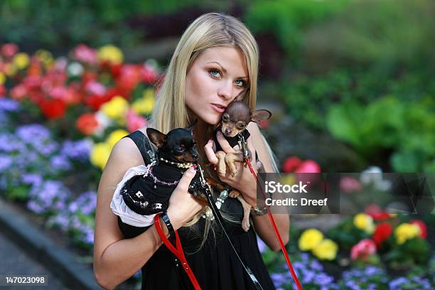 Little Seus Amigos - Fotografias de stock e mais imagens de Cão - Cão, Elegância, Mulheres