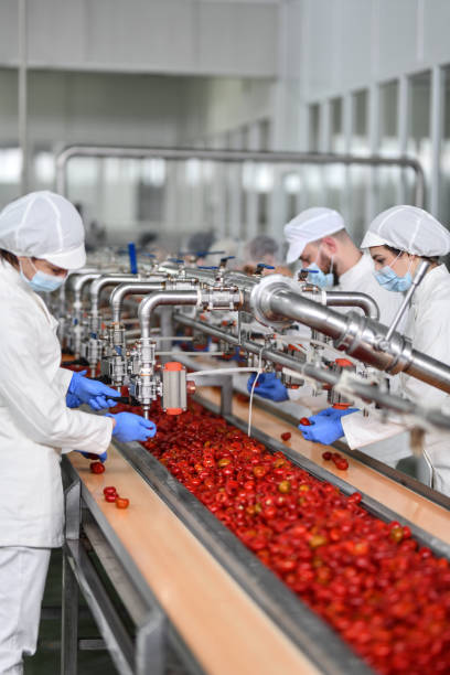 istock Production Line Of Cherry Peppers Getting Stuffed With Cottage Cheese By Workers 1470231856