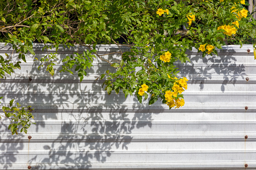 Beautiful wildflowers on the fence shot on daytime with bright sunlight. Bright environment and positive concept.