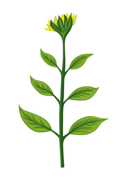 ilustraciones, imágenes clip art, dibujos animados e iconos de stock de etapa de crecimiento del girasol, vivero. desarrollo de plantas agrícolas. fase de progresión de la animación de cosecha - growth development sunflower progress