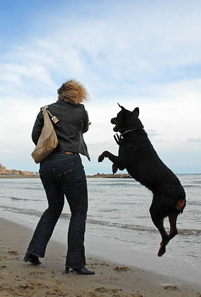 woman and playing dog young woman and her rottweiler playing on the beach huge black dog stock pictures, royalty-free photos & images