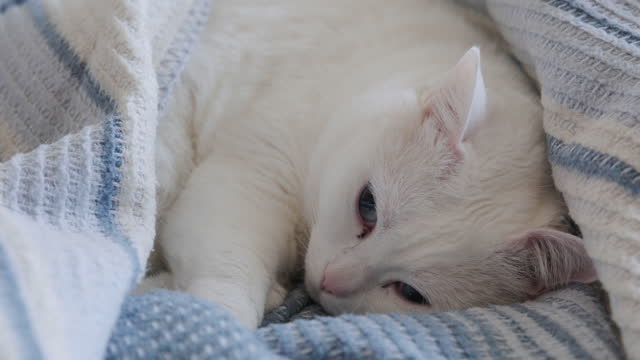 White cat with blue eyes napping