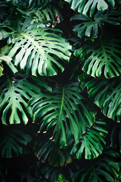 istock Jungle wall background. Green tropical palm leaves with monstera foliage forest. 1470232199
